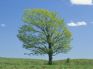 M7 Tree.jpg